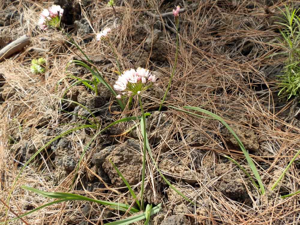 Allium subvillosum? - Canarie